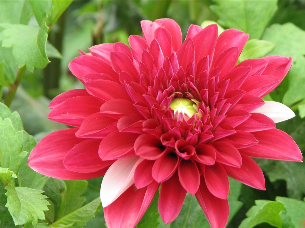 Dahlia květiny HD tapetu (1) #1 - 1024x768
