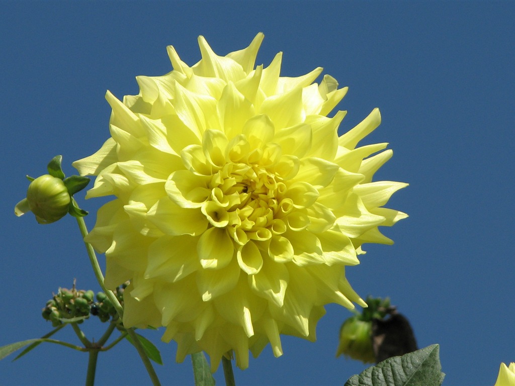 Dahlia Blumen HD Wallpaper (1) #2 - 1024x768