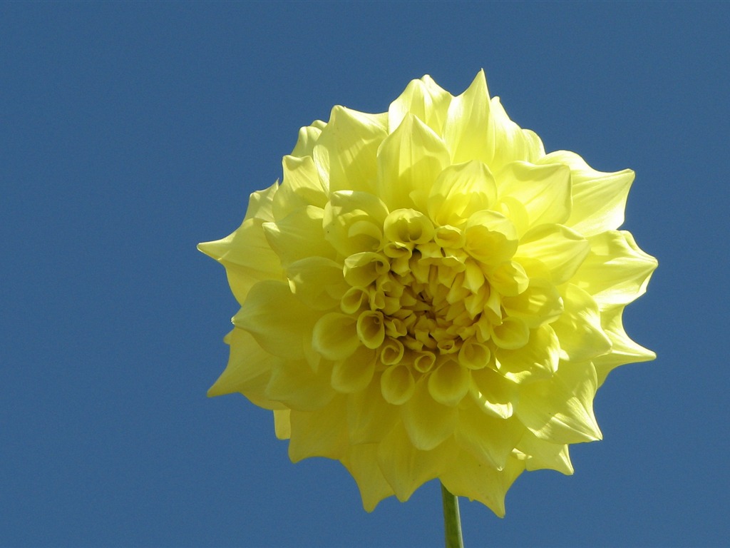 Dahlia 大丽花 高清壁纸(一)3 - 1024x768