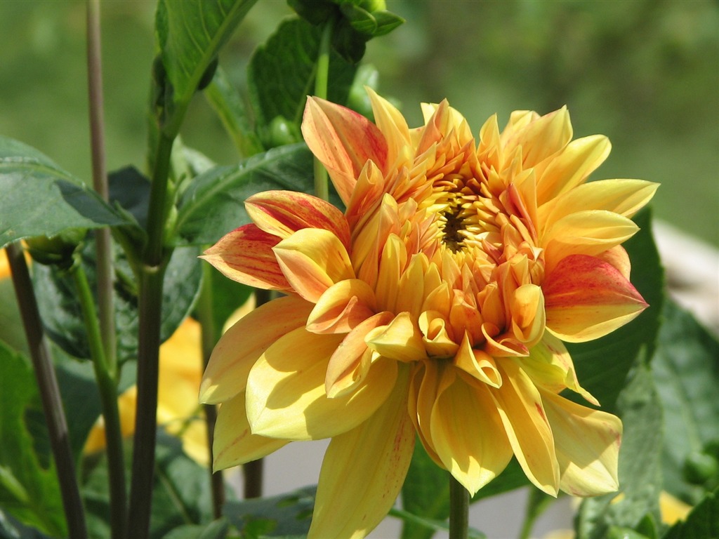 Dahlia 大丽花 高清壁纸(一)5 - 1024x768