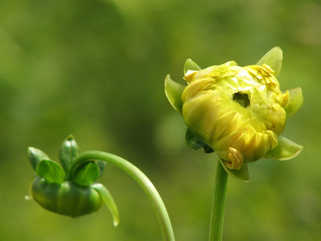 Dahlia 大丽花 高清壁纸(一)6 - 1024x768