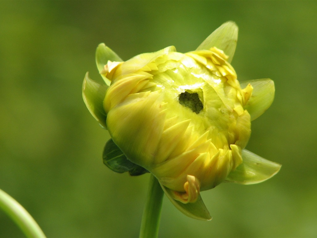 Dahlia 大丽花 高清壁纸(一)7 - 1024x768