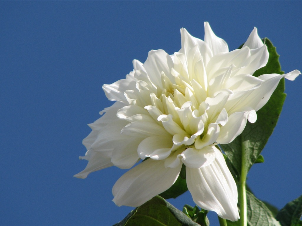 Dahlia 大丽花 高清壁纸(一)8 - 1024x768