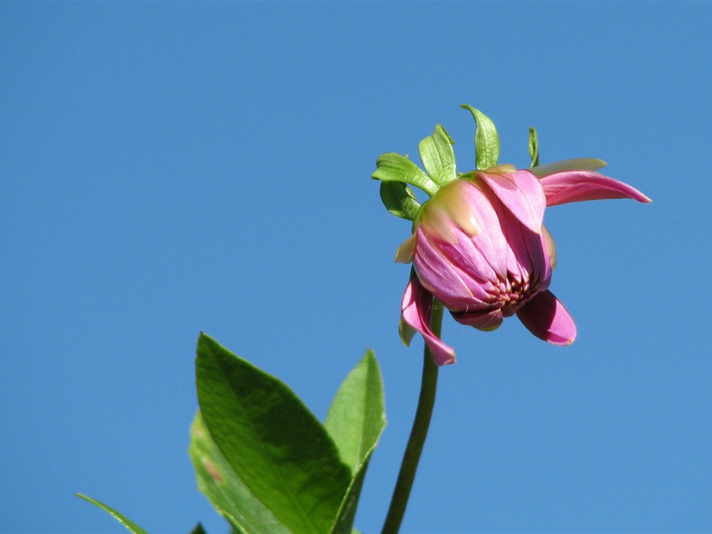 Dahlia 大麗花 高清壁紙(一) #11 - 1024x768