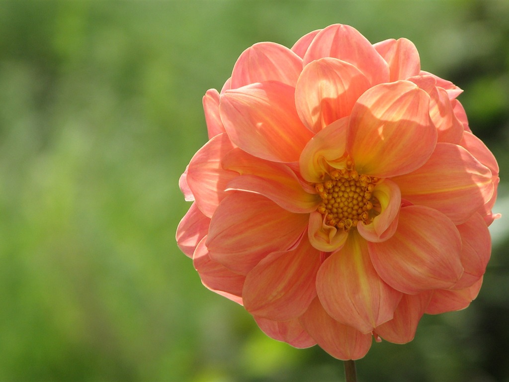 Dahlia flowers HD wallpaper (1) #12 - 1024x768