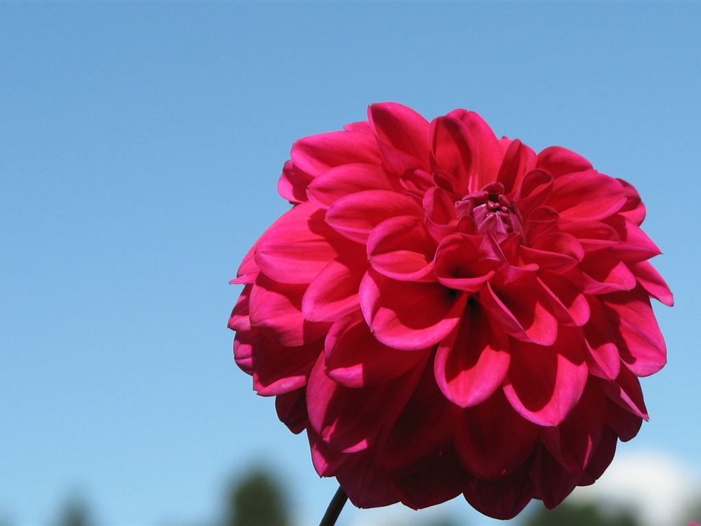 Dahlia 大麗花 高清壁紙(一) #14 - 1024x768