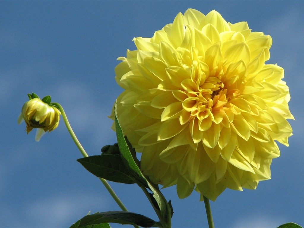 Dahlia 大麗花 高清壁紙(一) #15 - 1024x768