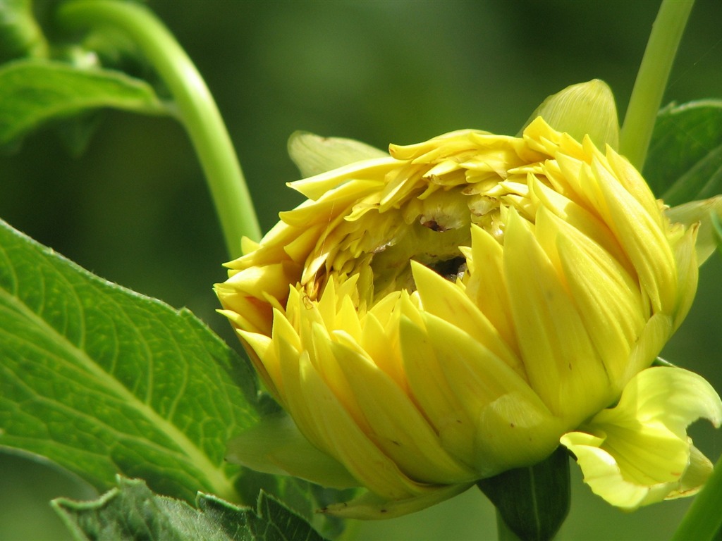 Dahlia květiny HD tapetu (2) #2 - 1024x768