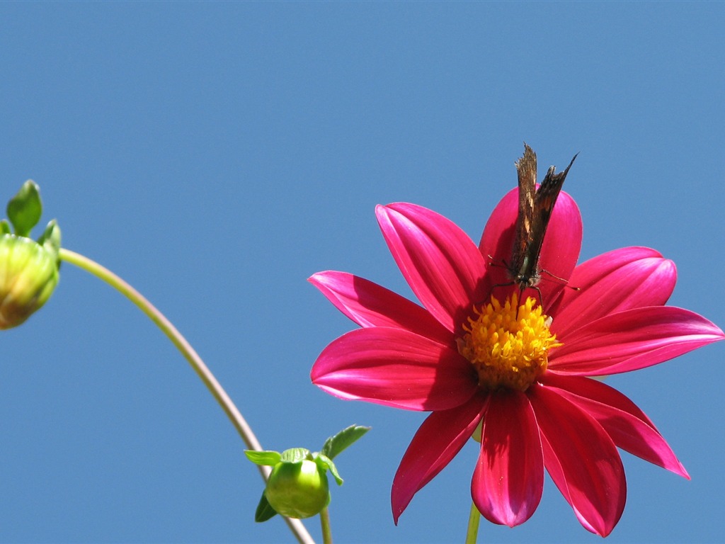 Dahlia fleurs wallpaper HD (2) #5 - 1024x768