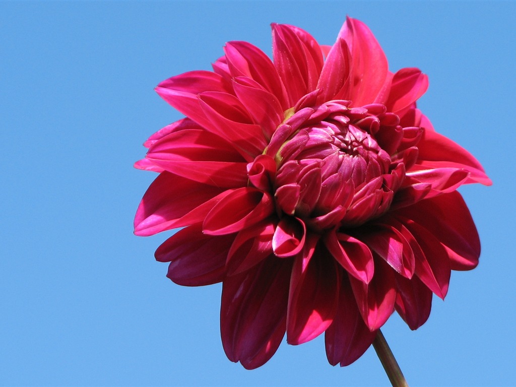 Dahlia 大丽花 高清壁纸(二)6 - 1024x768