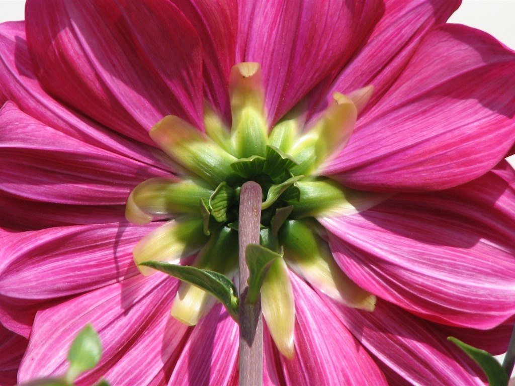 달리아 꽃의 HD 벽지 (2) #7 - 1024x768