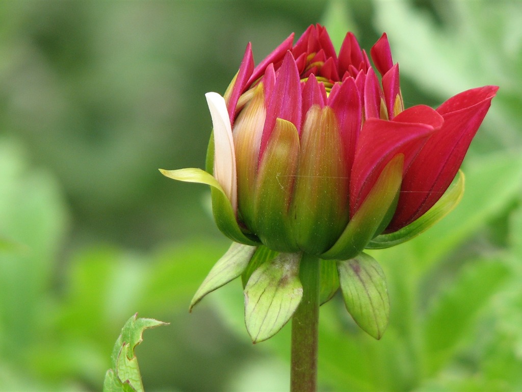 Dahlia fleurs wallpaper HD (2) #10 - 1024x768