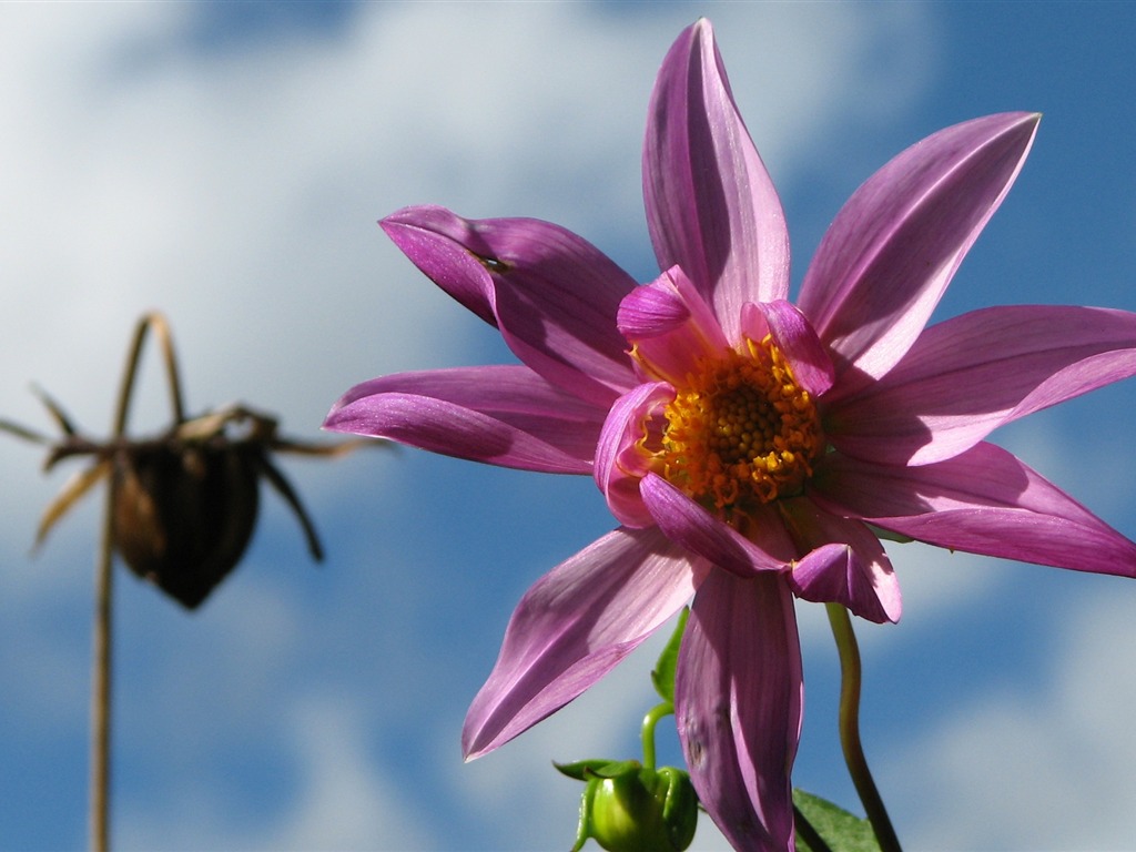 Dahlia flowers HD wallpaper (2) #11 - 1024x768