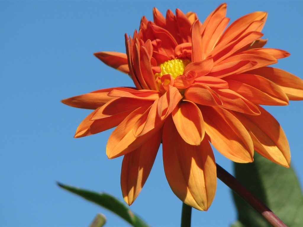 Dahlia 大麗花 高清壁紙(二) #14 - 1024x768