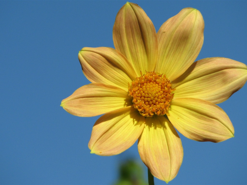 Dahlia 大麗花 高清壁紙(二) #15 - 1024x768