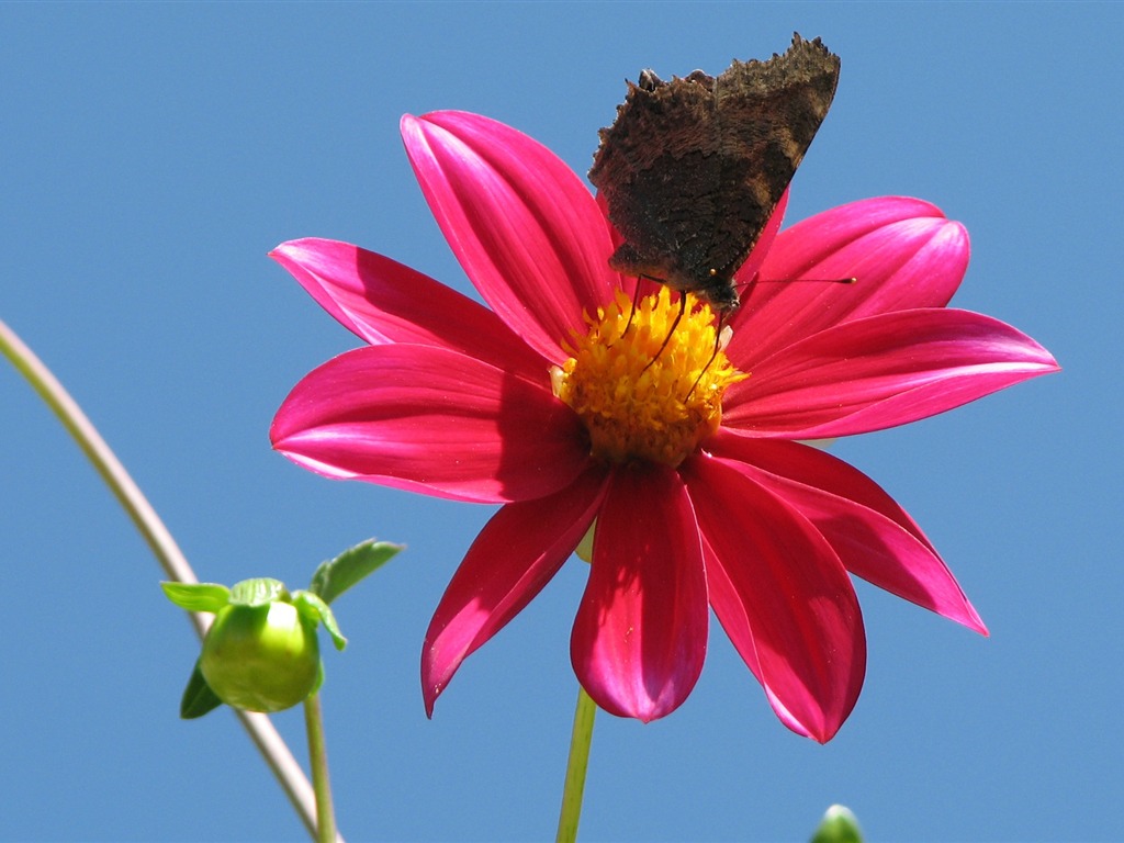 Dahlia fleurs wallpaper HD (2) #16 - 1024x768