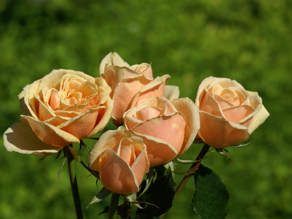 Rose Photo Wallpaper (6) #16 - 1024x768