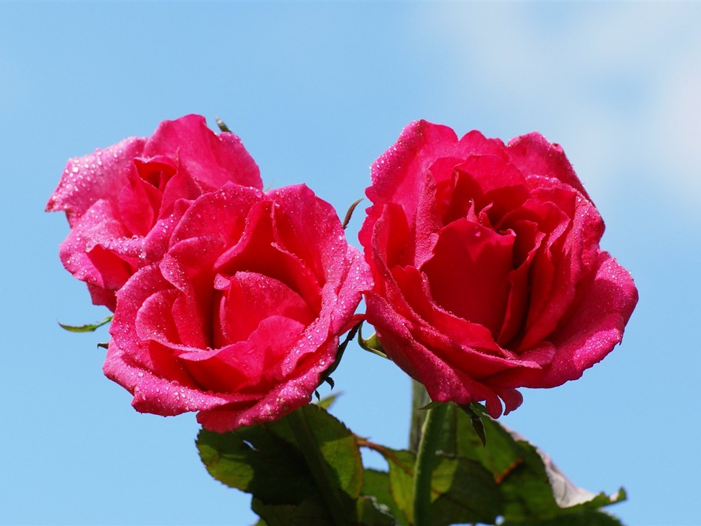 Rose Photo Wallpaper (6) #18 - 1024x768