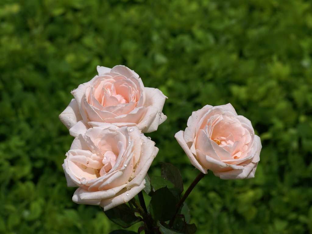 Rose Foto tapety (7) #20 - 1024x768