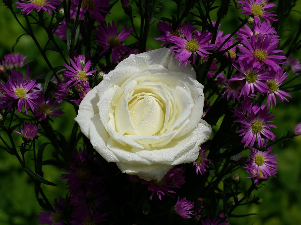 Rose Foto tapety (8) #2 - 1024x768