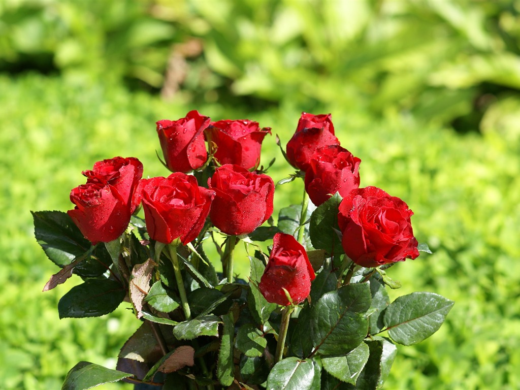 Rose Foto tapety (8) #8 - 1024x768