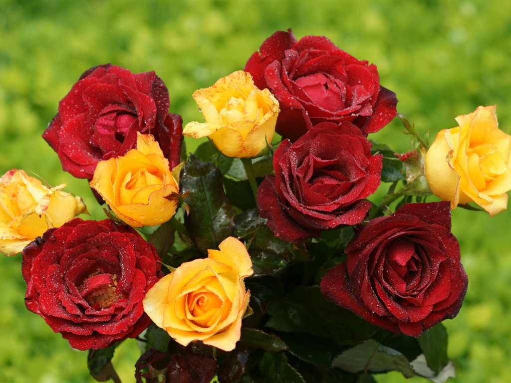 Rose Foto tapety (9) #4 - 1024x768