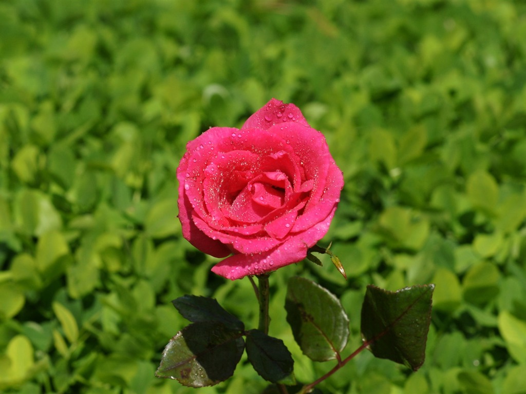 Rose Photo Wallpaper (9) #17 - 1024x768