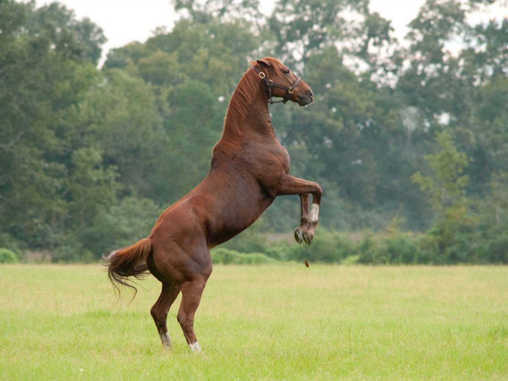 Secretariat 一代驕馬 高清壁紙(二) #22 - 1024x768
