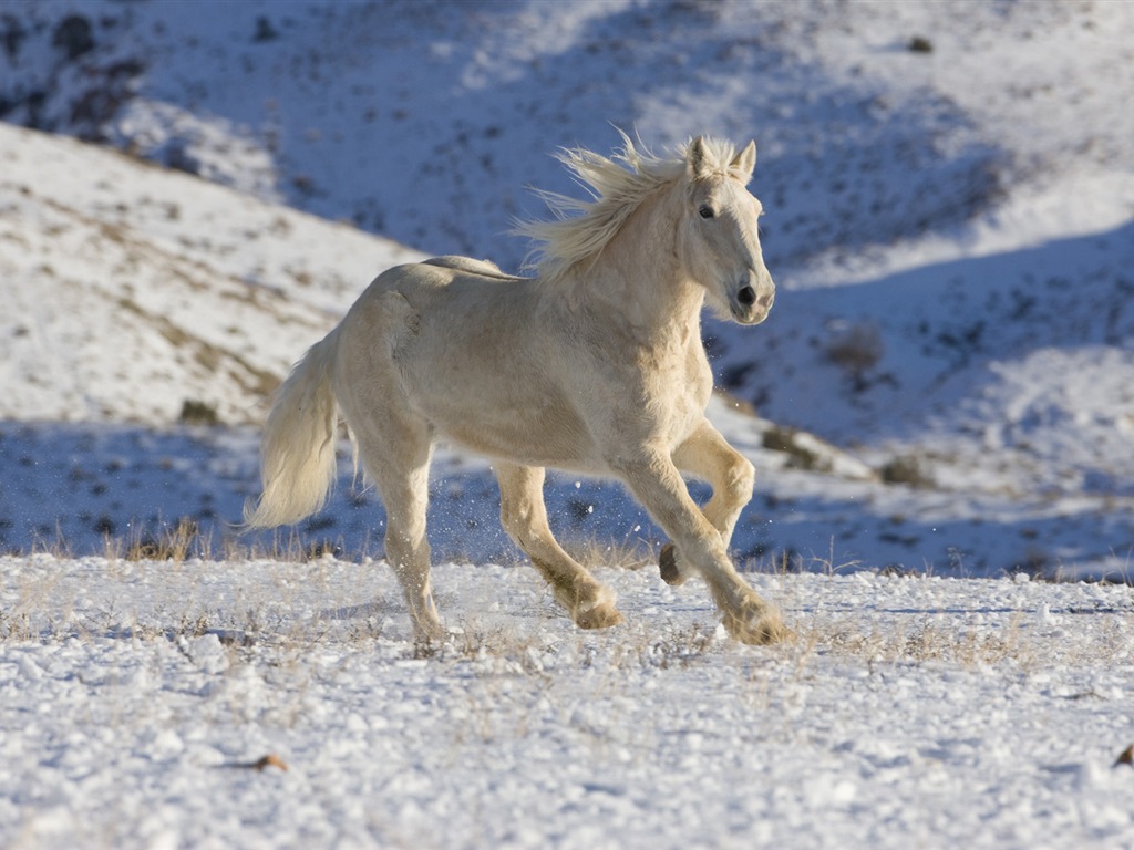 Widescreen Wallpapers Colección de animales (25) #16 - 1024x768