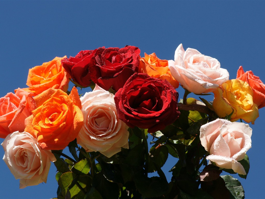 Rose Foto tapety (10) #1 - 1024x768