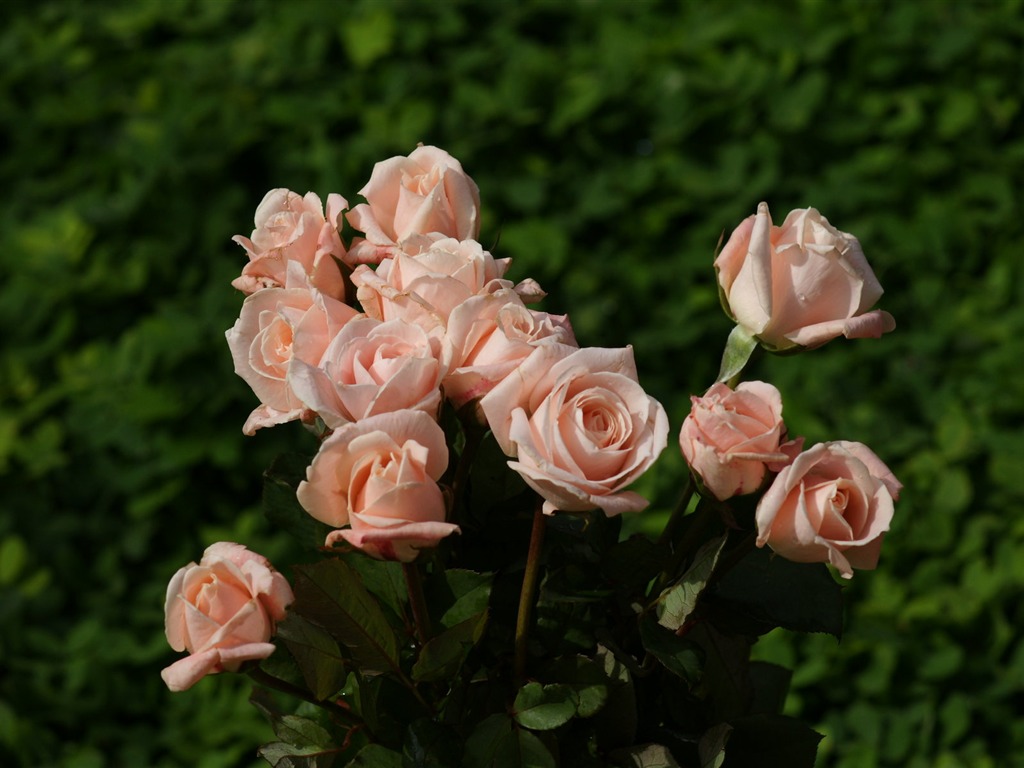 Rose Foto tapety (10) #3 - 1024x768