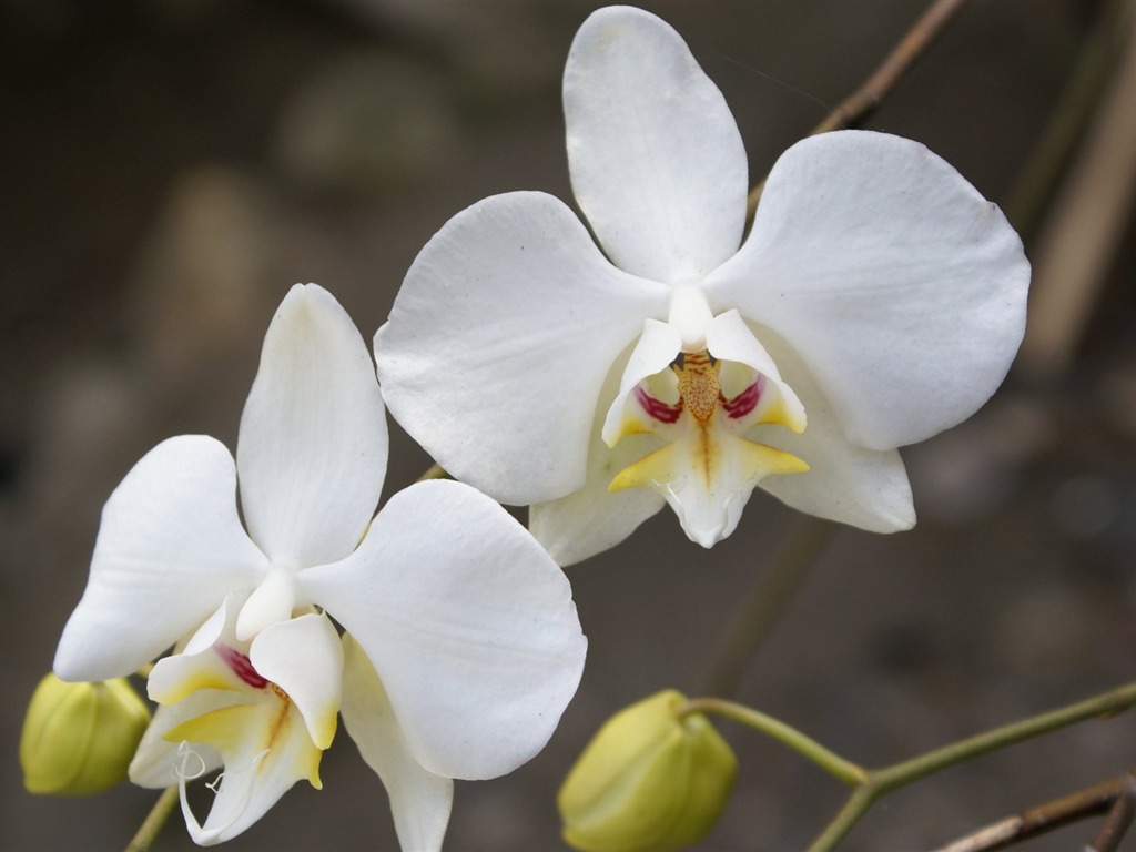 Orquídea foto de fondo de pantalla (1) #1 - 1024x768