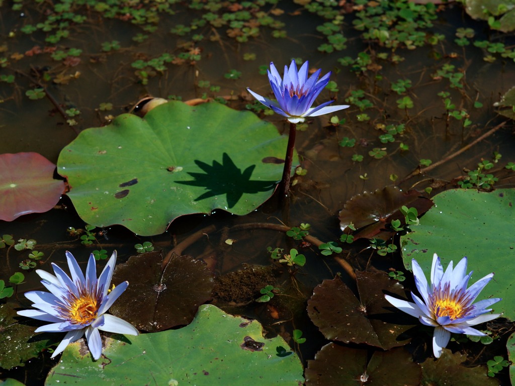 Fond d'écran photo Lotus (1) #3 - 1024x768