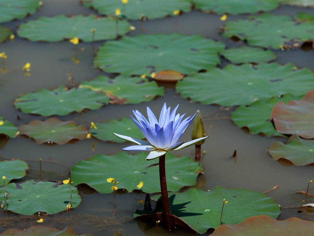 Fond d'écran photo Lotus (1) #6 - 1024x768