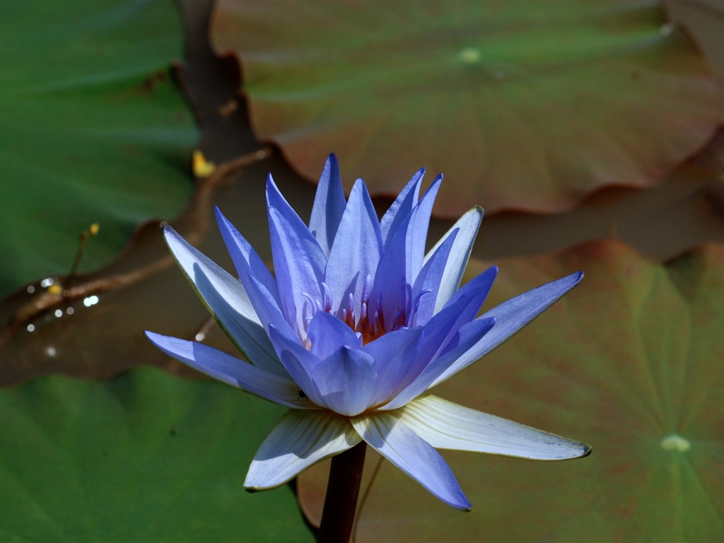 Lotus fondos de escritorio de la foto (1) #7 - 1024x768