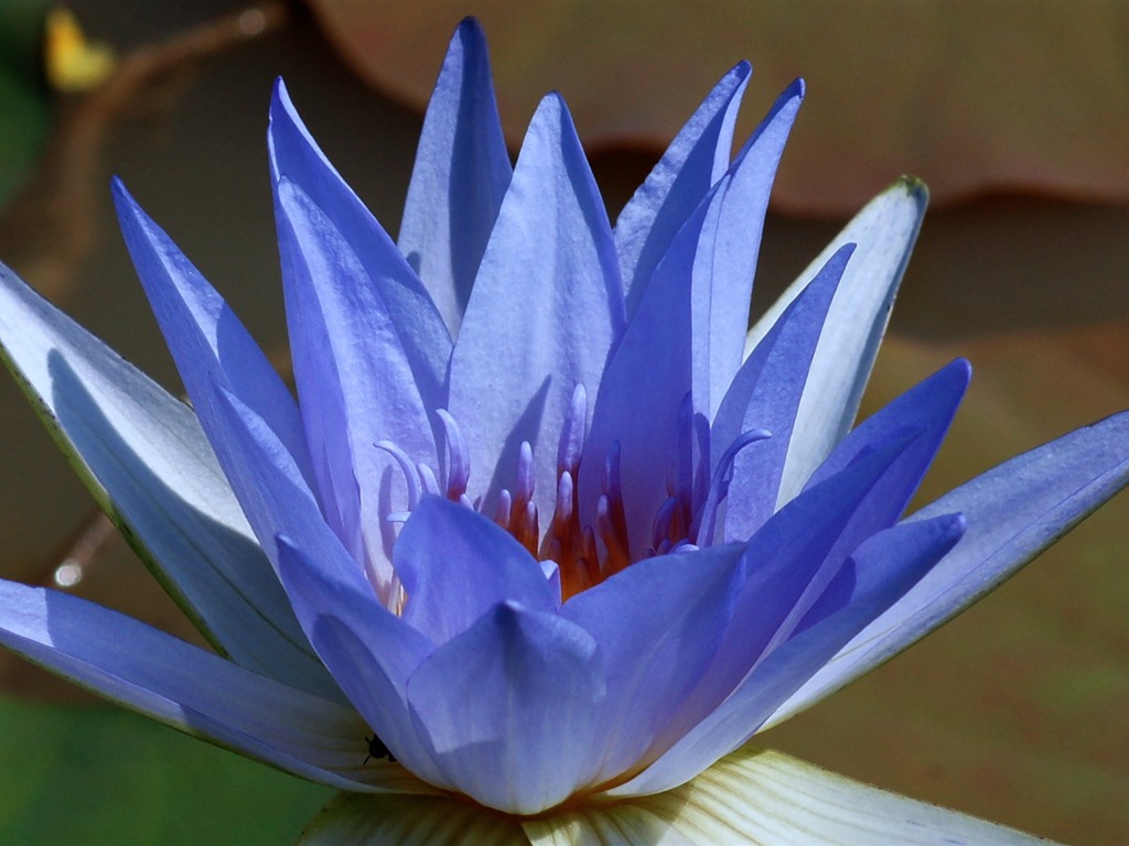 Lotus tapety foto (1) #8 - 1024x768