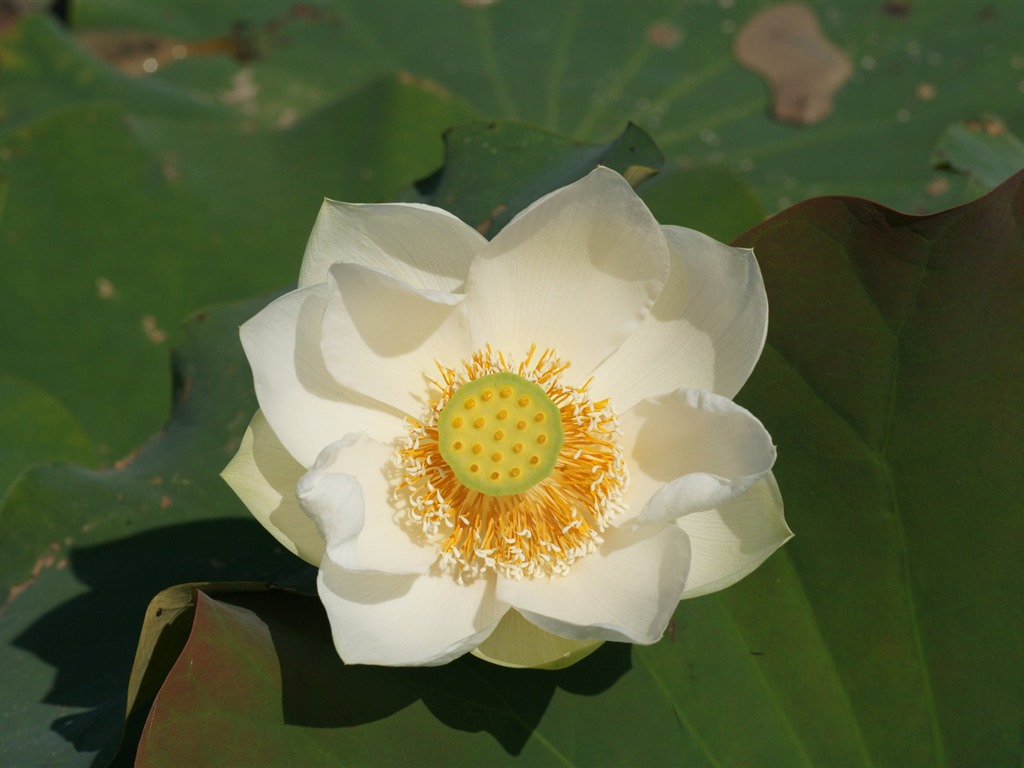 Lotus fondos de escritorio de la foto (1) #13 - 1024x768