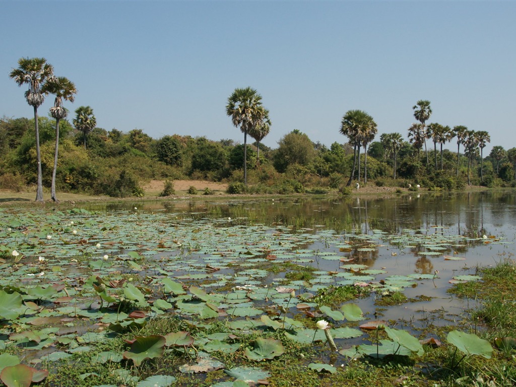 Lotus photo wallpaper (1) #14 - 1024x768