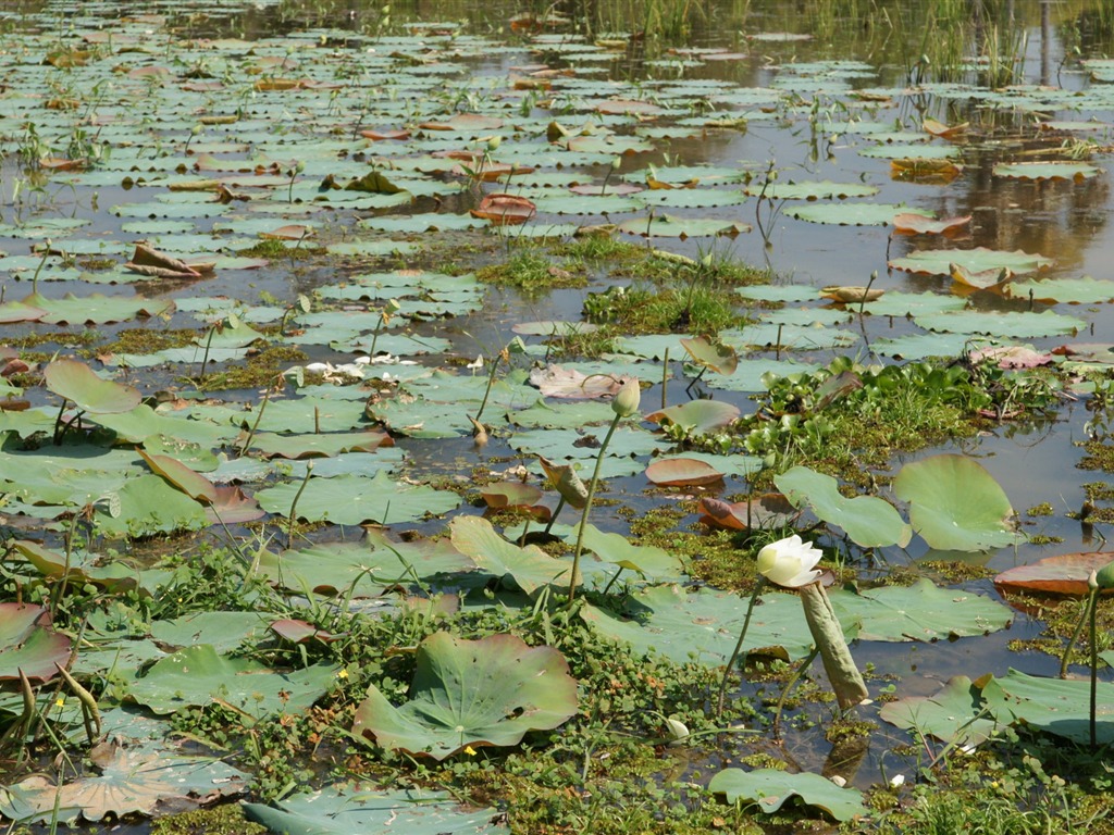 Lotus fondos de escritorio de la foto (1) #16 - 1024x768