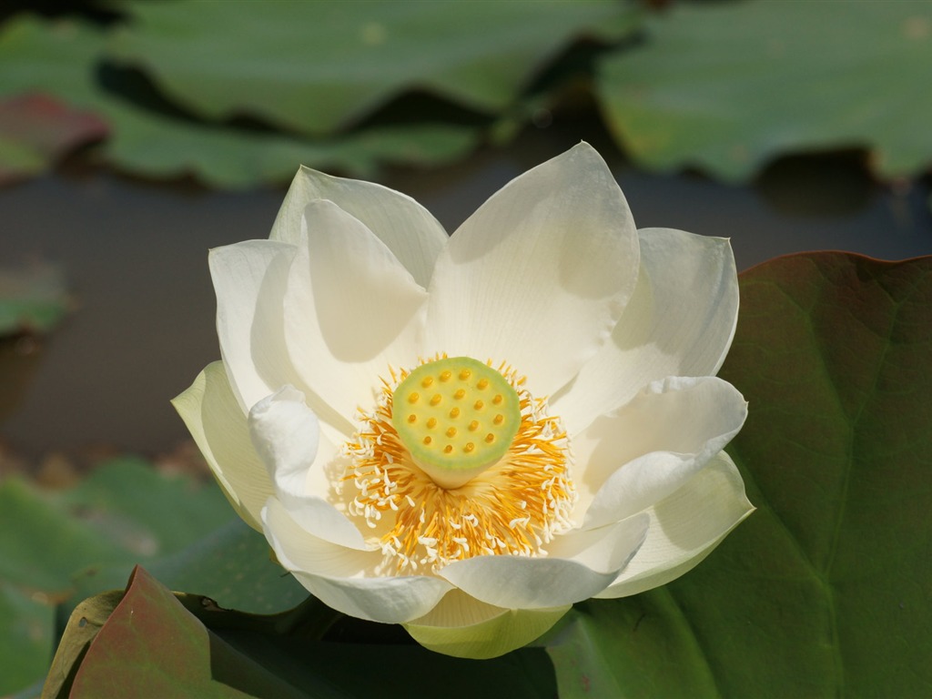 Lotus photo wallpaper (1) #18 - 1024x768