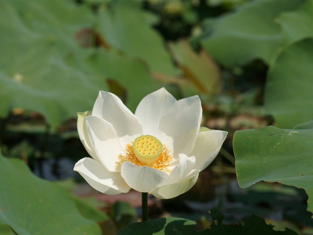 Lotus photo wallpaper (1) #19 - 1024x768