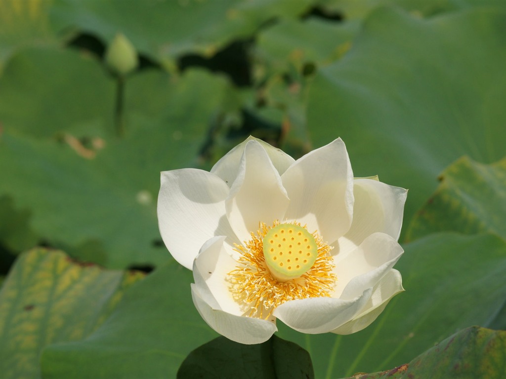 Lotus photo wallpaper (1) #20 - 1024x768