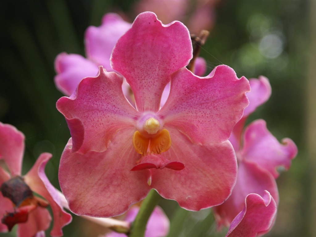 Orquídea foto de fondo de pantalla (2) #1 - 1024x768