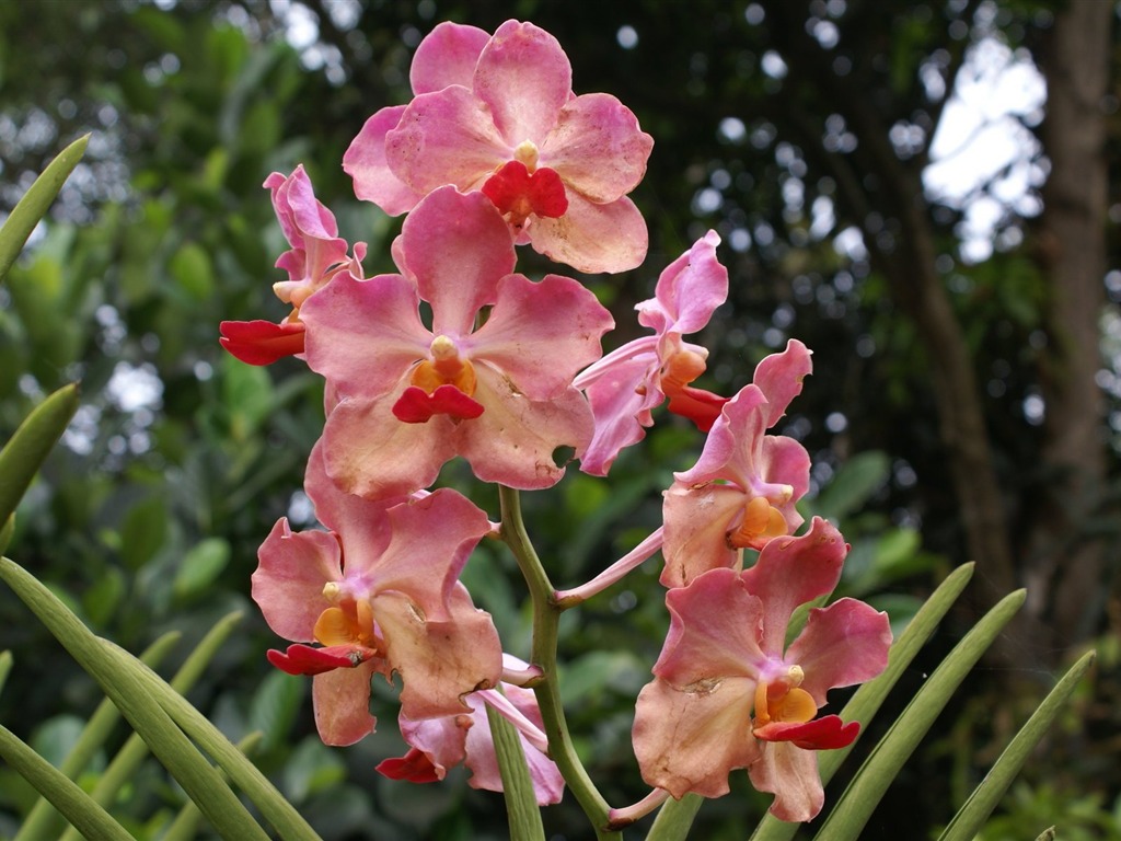 Orquídea foto de fondo de pantalla (2) #2 - 1024x768