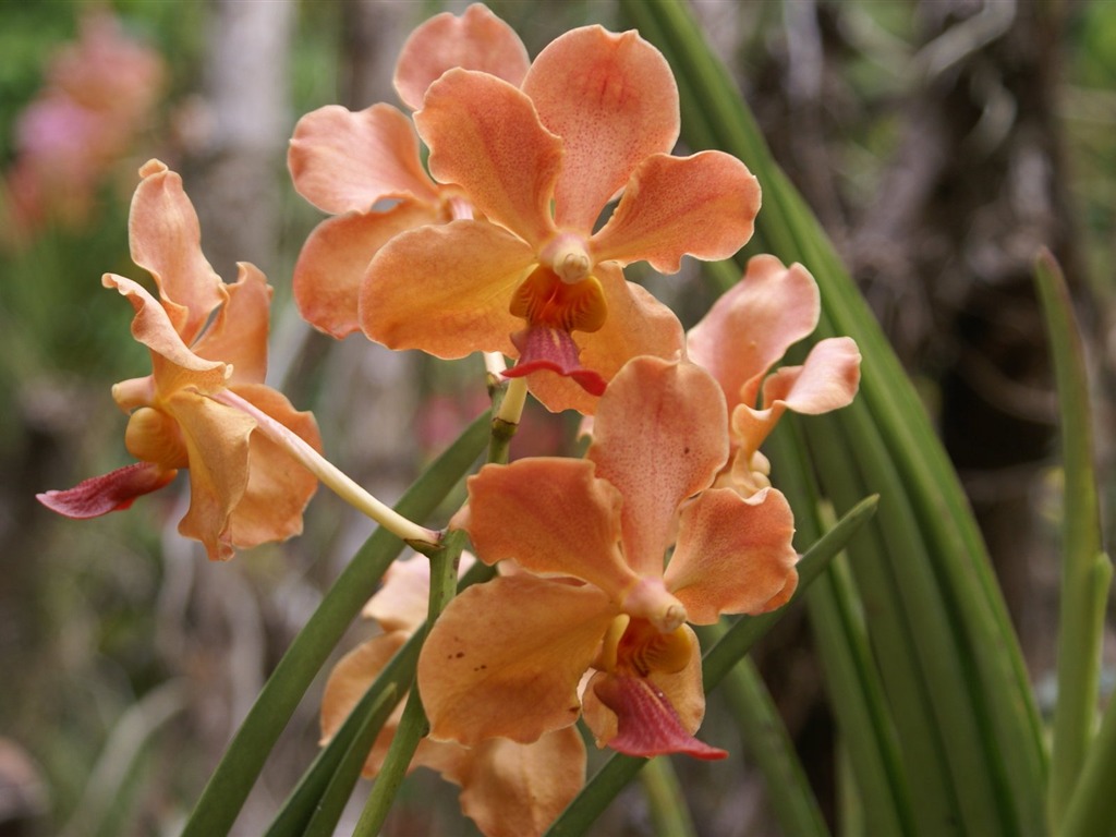 Orchidej tapety foto (2) #3 - 1024x768
