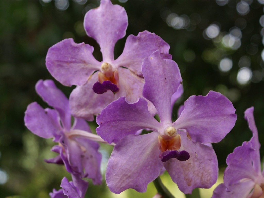 Orquídea foto de fondo de pantalla (2) #7 - 1024x768