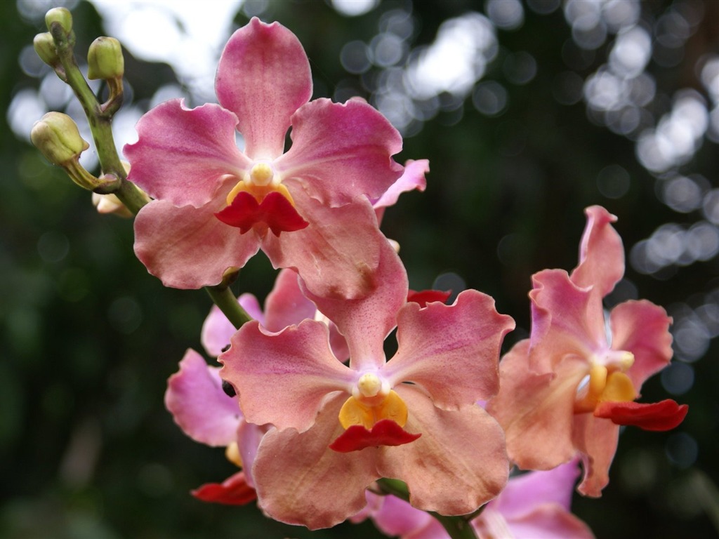 Orquídea foto de fondo de pantalla (2) #9 - 1024x768