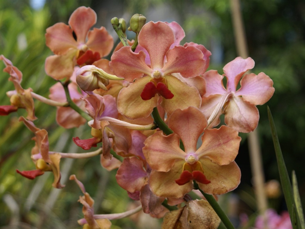 Orchidej tapety foto (2) #10 - 1024x768