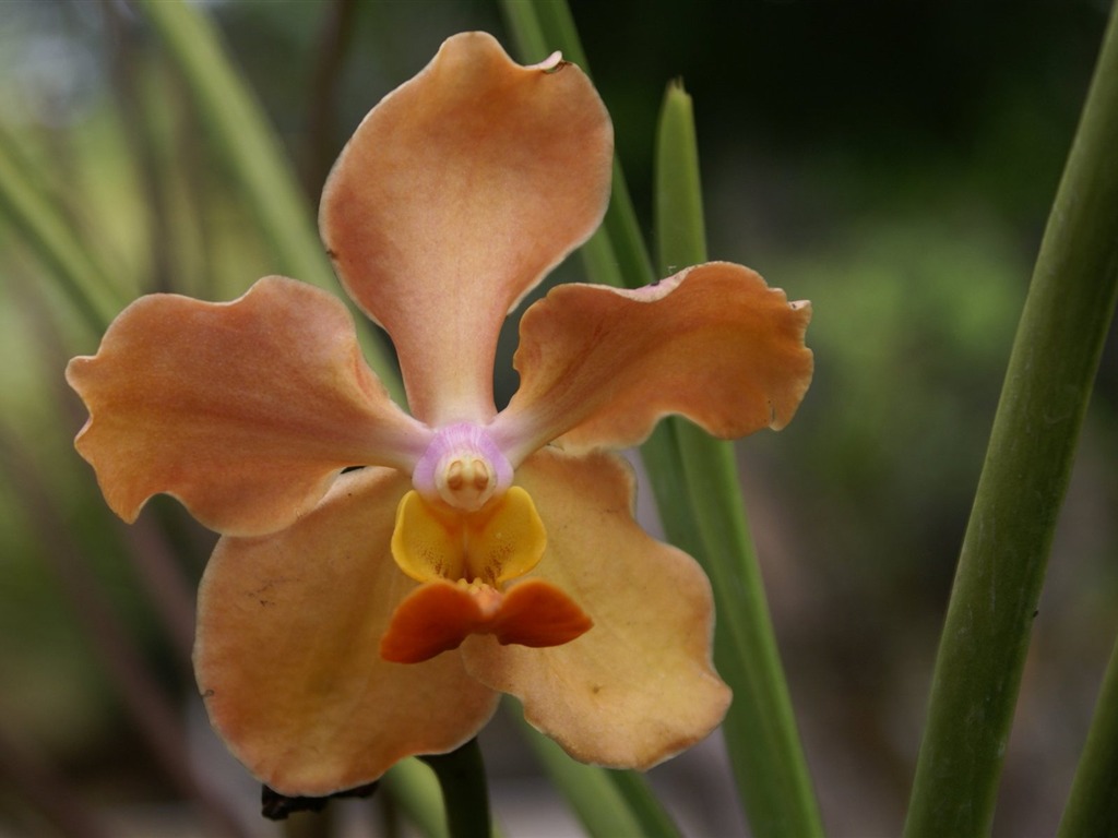 Orquídea foto de fondo de pantalla (2) #14 - 1024x768