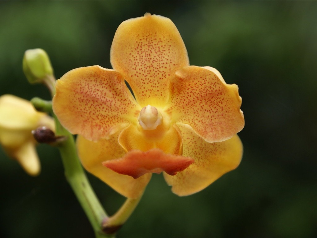 Orquídea foto de fondo de pantalla (2) #15 - 1024x768